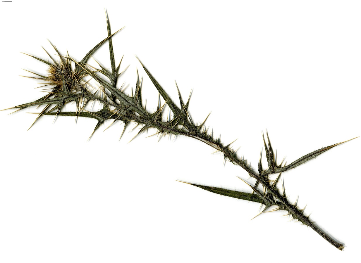 Cirsium richterianum x C. vulgare (Asteraceae)